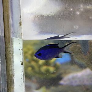 Blue chromis, January 2016