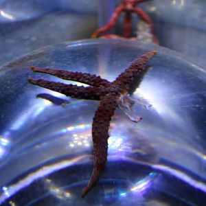 Mutilated starfish, January 2016