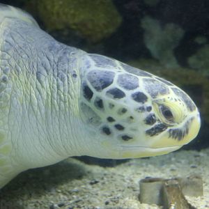 Molokai - the green turtle, January 2016