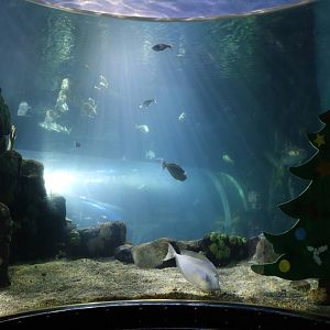 Main tank decorated for Christmas, January 2016