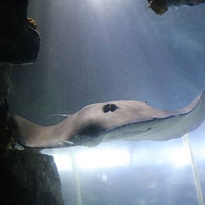 Jenkins' whipray, January 2016