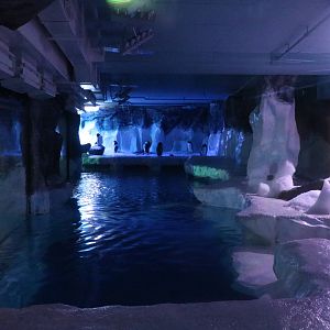 Penguin enclosure after dark, January 2016