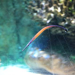 Janss's pipefish, January 2016