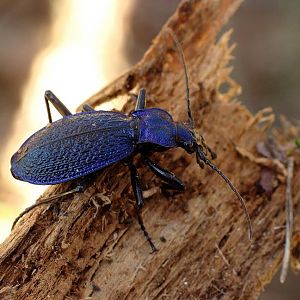 Carabus intricatus