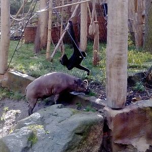 Golden-cheeked gibbon and babirusa