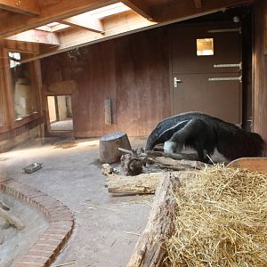 Anteater indoor exhibit (December 30th, 2015)