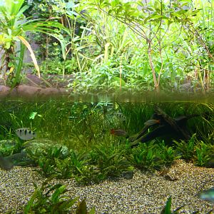 Mary River zone - Freshwater habitat
