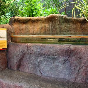 Mary River zone - Mudskipper habitat