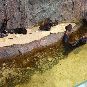 Mary River zone - Mudskipper habitat