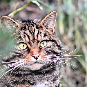 Scottish Wild Cat