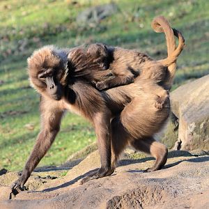 Gelada Baboon