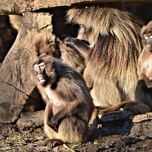 Gelada Baboon