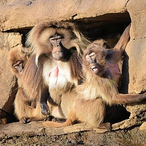 Gelada Baboon