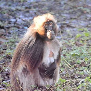 Gelada Baboon