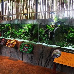 Congo River zone - Congo Beauties habitat