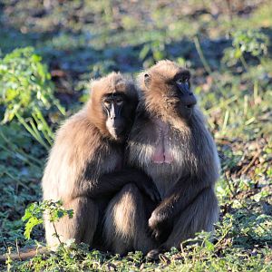 Gelada Baboon