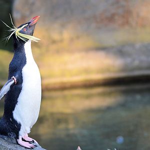Rockhopper Penguin