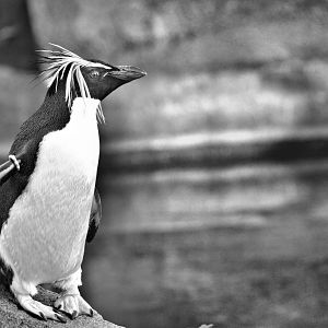 Rockhopper Penguin
