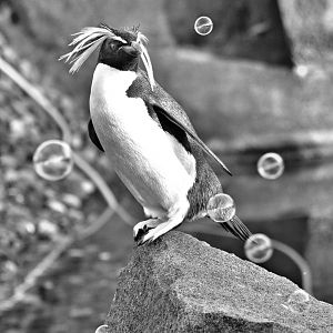 Rockhopper Penguin