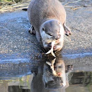 Short clawed Asian otter