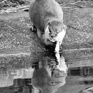 Short clawed Asian otter