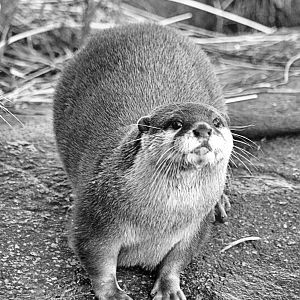 Short clawed Asian otter