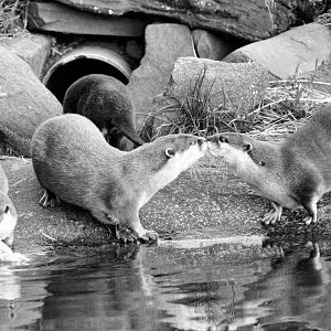 Short clawed Asian otter