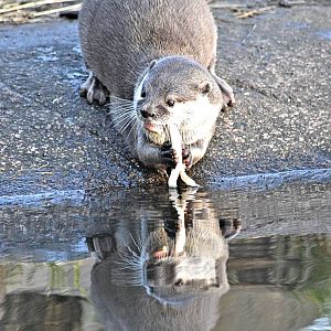 Short clawed Asian otter