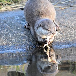Short clawed Asian otter