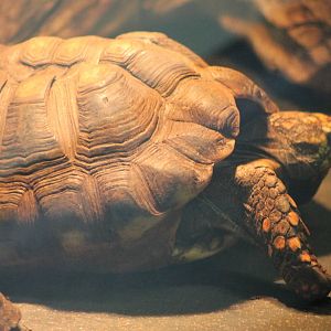 Yellow-footed Tortoise