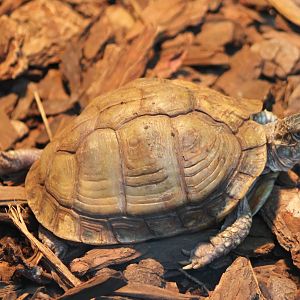 tortoise turtle terrapin ID