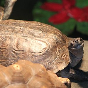 tortoise turtle terrapin ID