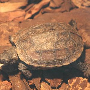 tortoise turtle terrapin ID
