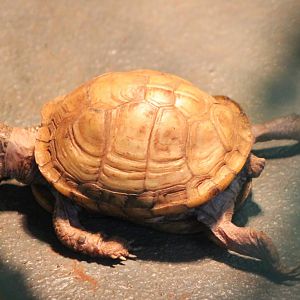 tortoise turtle terrapin ID