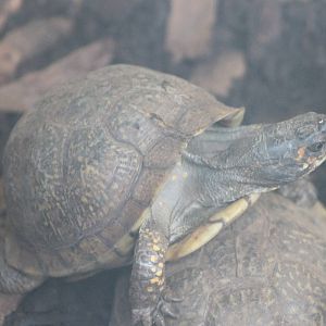 Three-clawed box turtle