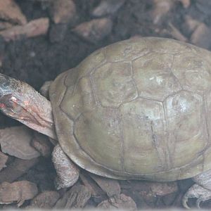 Three-clawed box turtle