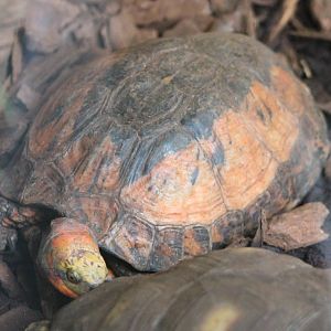 Chinese three-striped box turtle