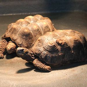 Red-footed Tortoises (Chelonides carbonaria)