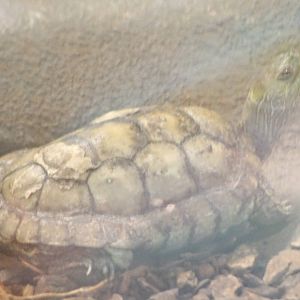 Caspian turtle