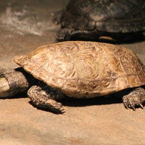 caspian pond turtle