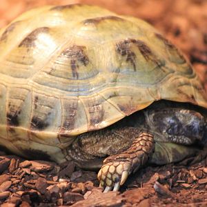 Horsfield tortoise