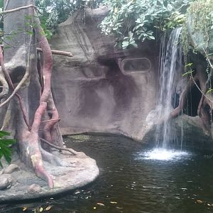 Enclosure Sunda Pig-tailed macaque