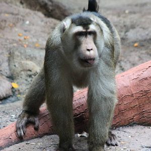 Sunda Pig-tailed macaque