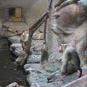 Sunda Pig-tailed macaques
