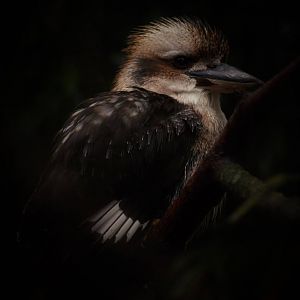 Kookaburra