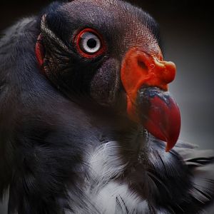 King vulture