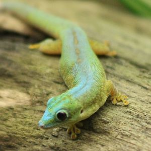 Robert Mertens day gecko