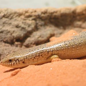 Ocellated skink