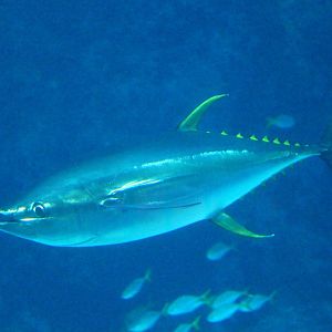 Open Ocean - Yellowfin Tuna