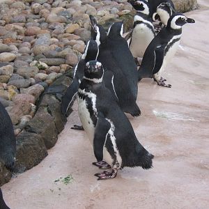 Magellanic Penguin`s